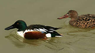 Northern Shoveler