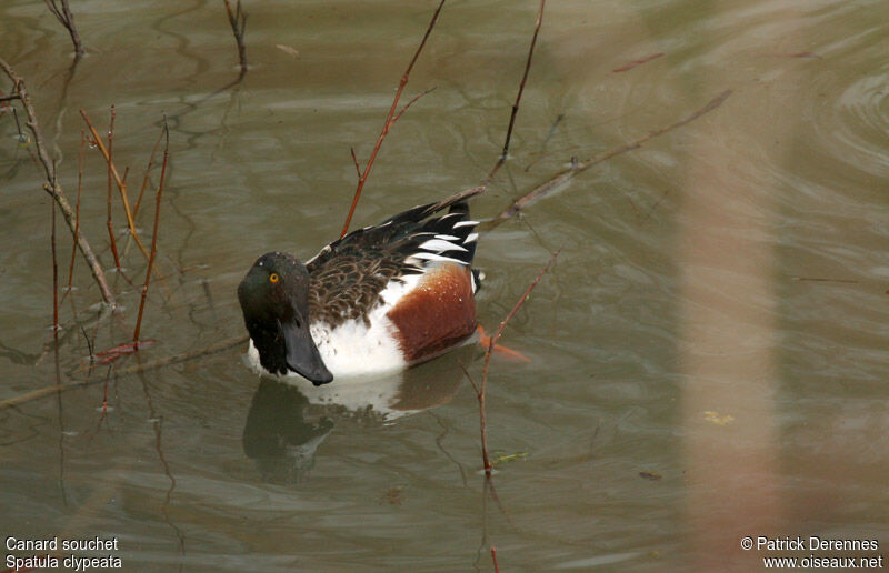 Canard souchet mâle