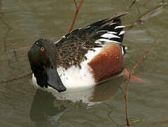 Canard souchet