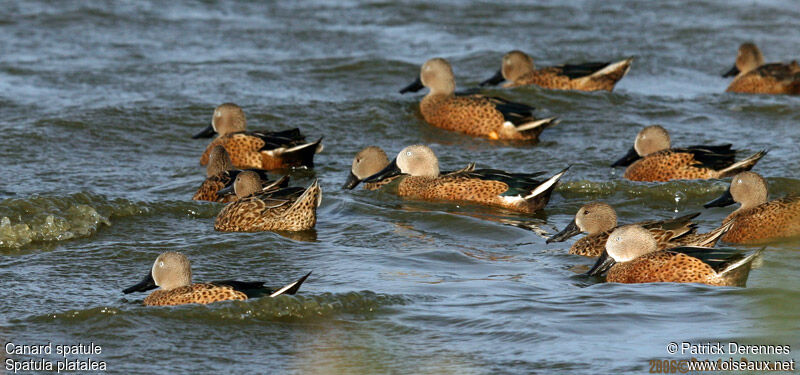 Canard spatuleadulte