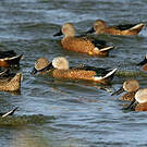 Canard spatule