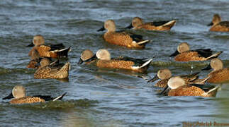 Red Shoveler