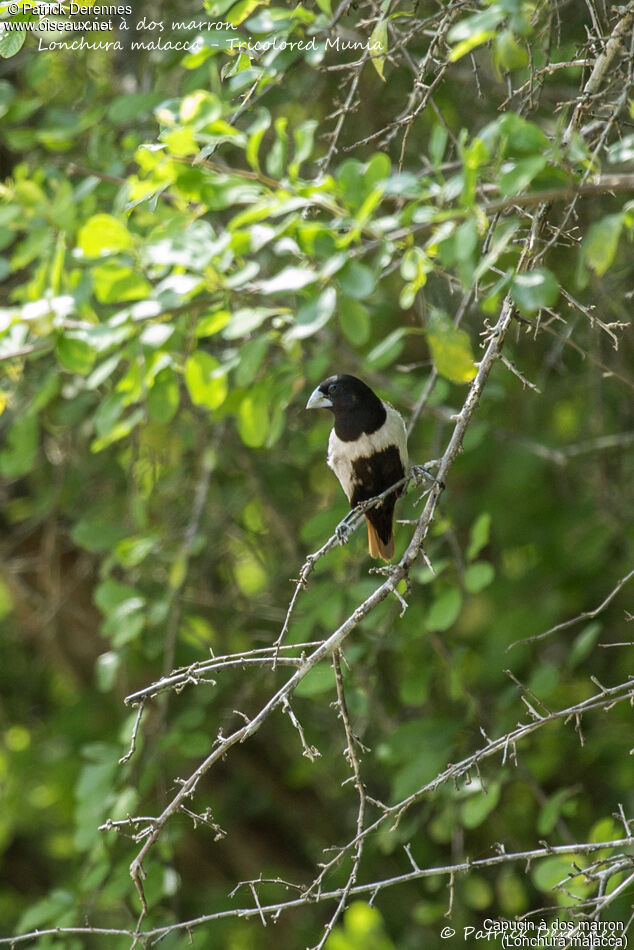 Capucin à dos marronadulte, identification