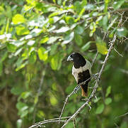 Tricolored Munia