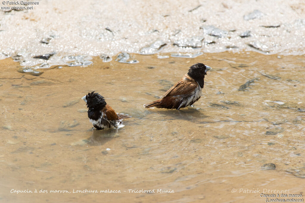 Tricolored Munia, care