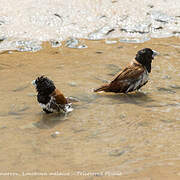 Tricolored Munia