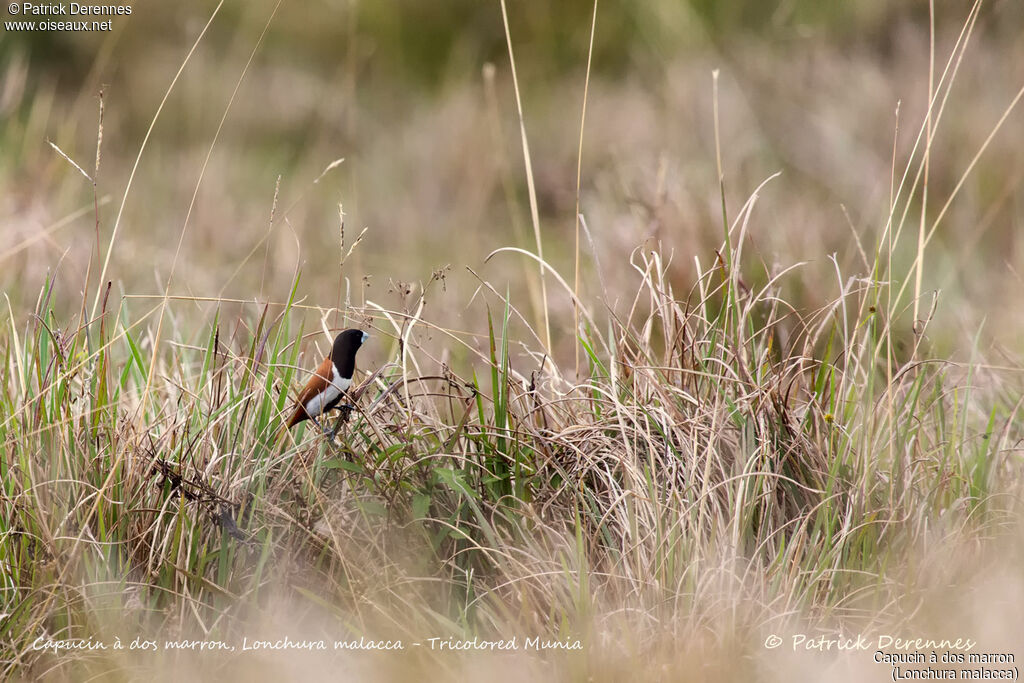 Tricolored Munia, identification