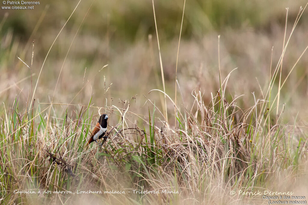 Tricolored Munia, identification