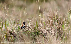 Tricolored Munia