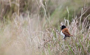 Tricolored Munia