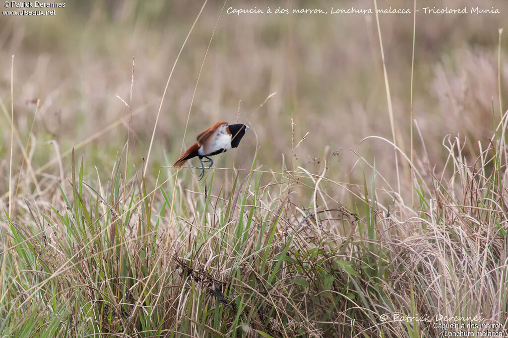 Tricolored Munia, identification, habitat