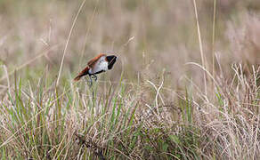 Tricolored Munia