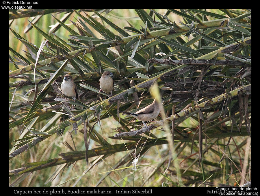 Indian Silverbill, habitat