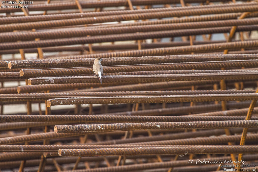 Indian Silverbill, identification