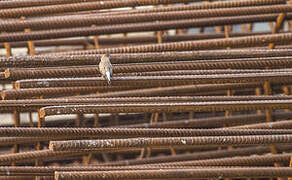 Indian Silverbill