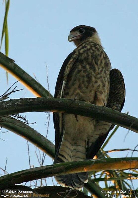 Caracara à tête jaune1ère année