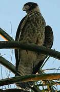 Yellow-headed Caracara