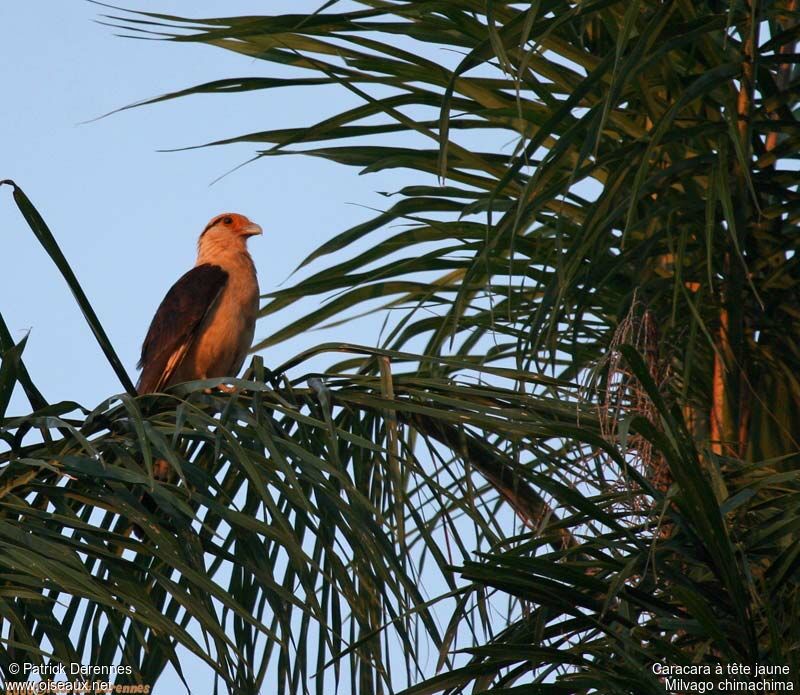 Caracara à tête jauneadulte nuptial