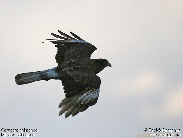 Caracara chimango