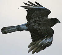 Chimango Caracara