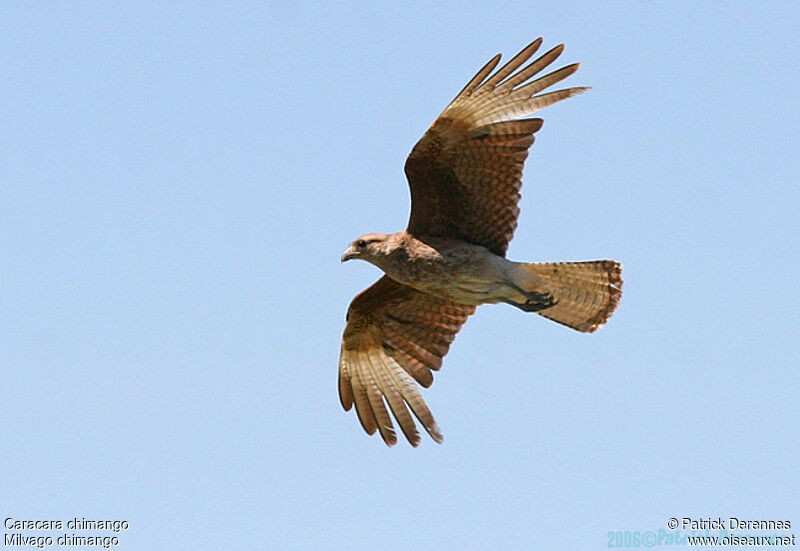 Chimango Caracara