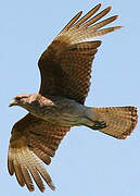 Chimango Caracara