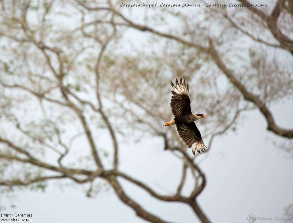 Crested Caracaraadult, Flight