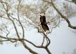 Caracara huppé