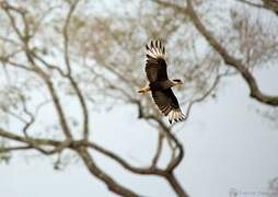 Crested Caracara