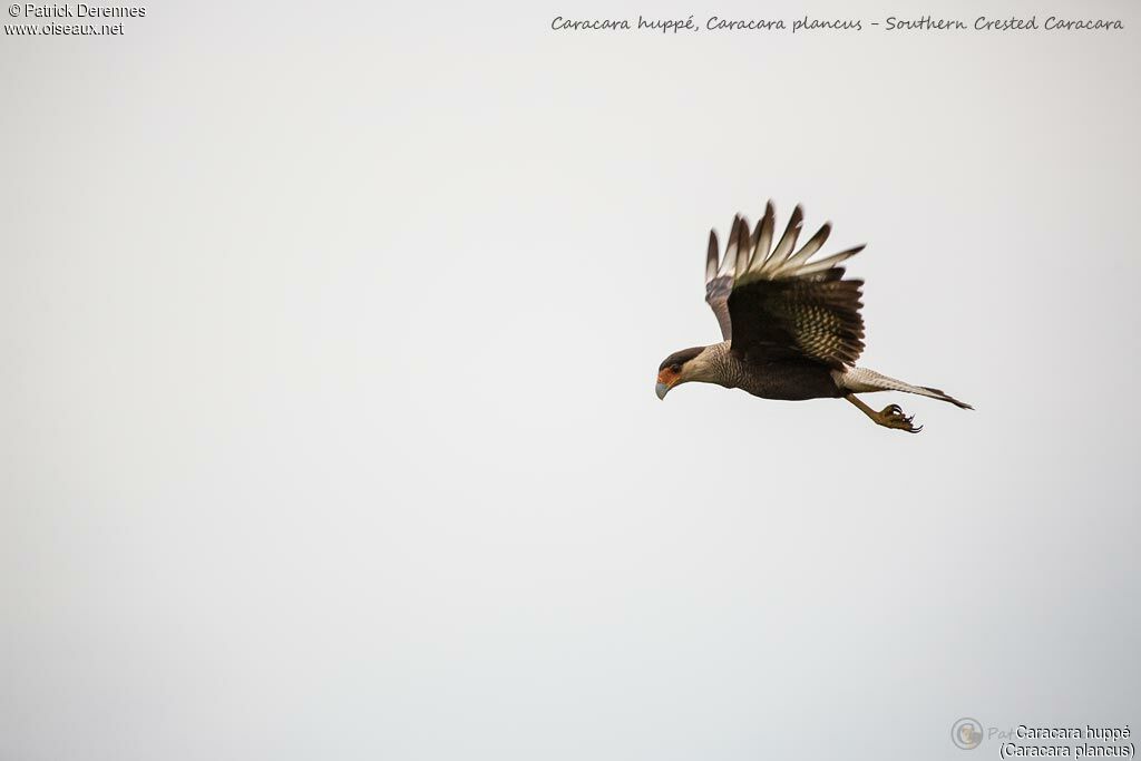 Caracara huppé, Vol