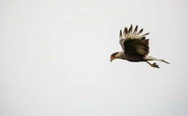 Caracara huppé