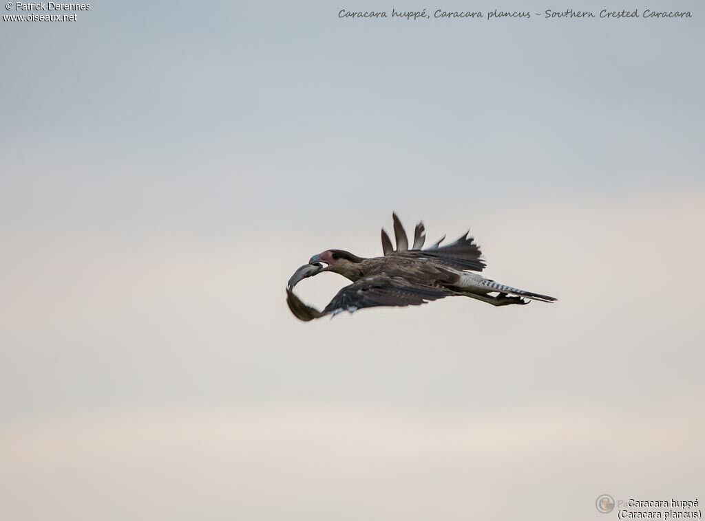 Crested Caracara, identification, Flight, feeding habits