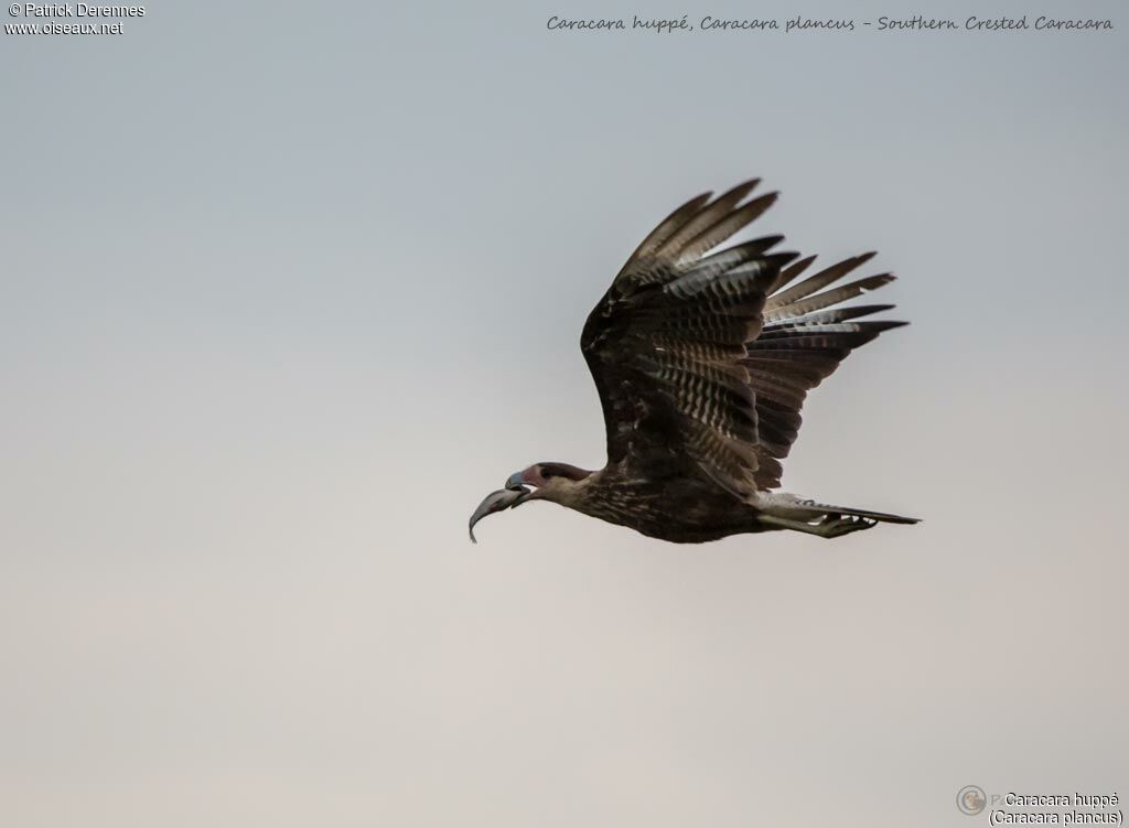 Southern Crested Caracara, identification, Flight, feeding habits