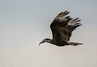 Caracara huppé