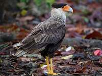 Caracara huppé