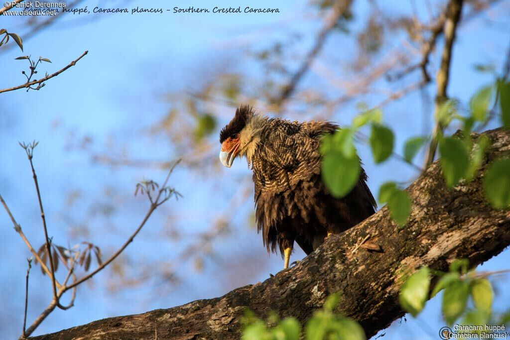 Southern Crested Caracara, identification, habitat