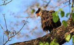 Caracara huppé