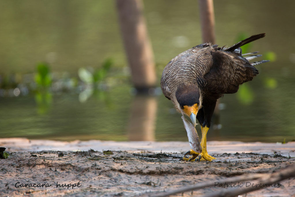 Southern Crested Caracara, identification, feeding habits, eats