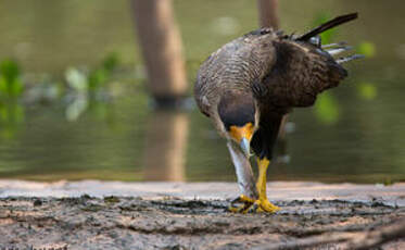 Caracara huppé