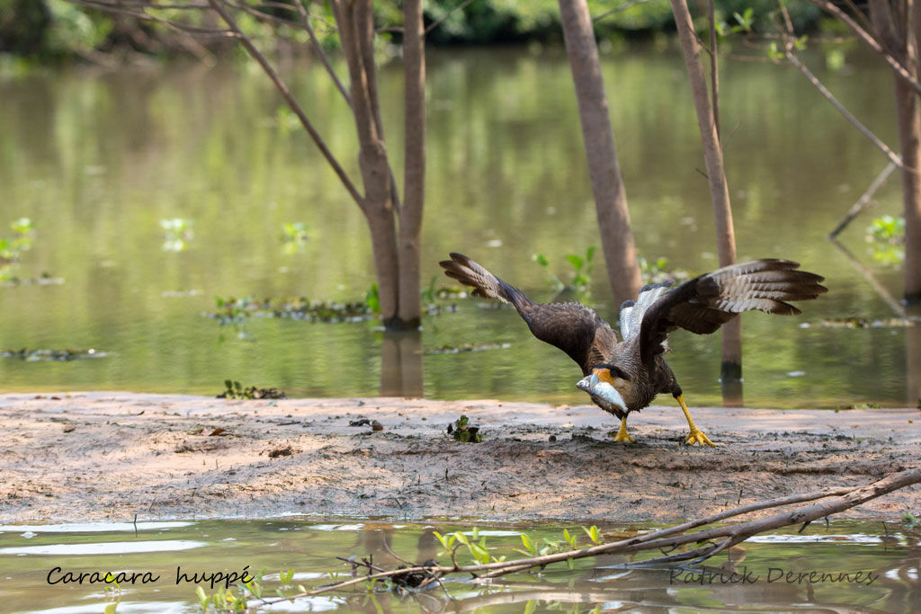 Crested Caracara, identification, habitat, Flight, eats