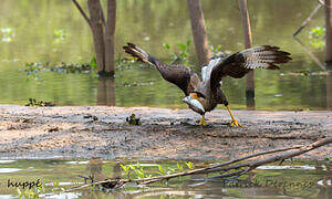 Southern Crested Caracara