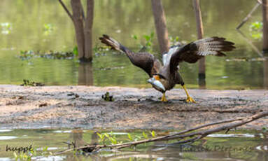 Caracara huppé