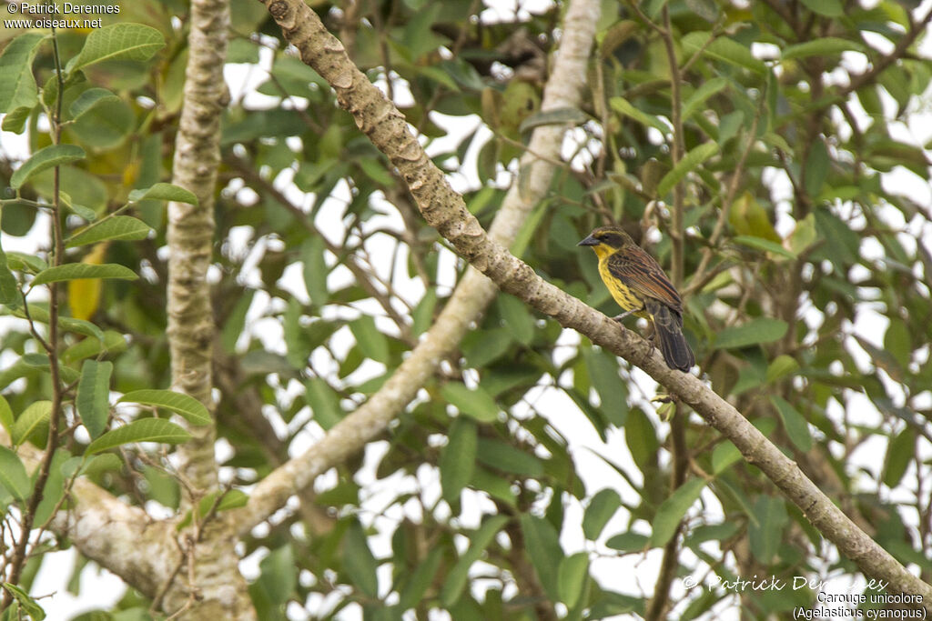 Carouge unicolore femelle, identification, habitat