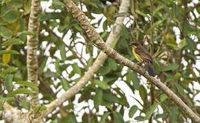 Unicolored Blackbird