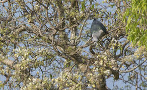 Green Imperial Pigeon