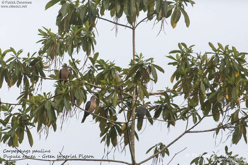 Green Imperial Pigeon, habitat