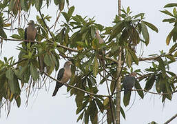 Green Imperial Pigeon