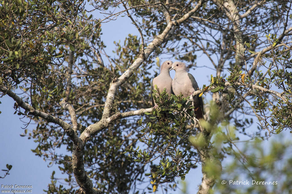 Green Imperial Pigeonadult, habitat, Behaviour