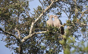 Green Imperial Pigeon