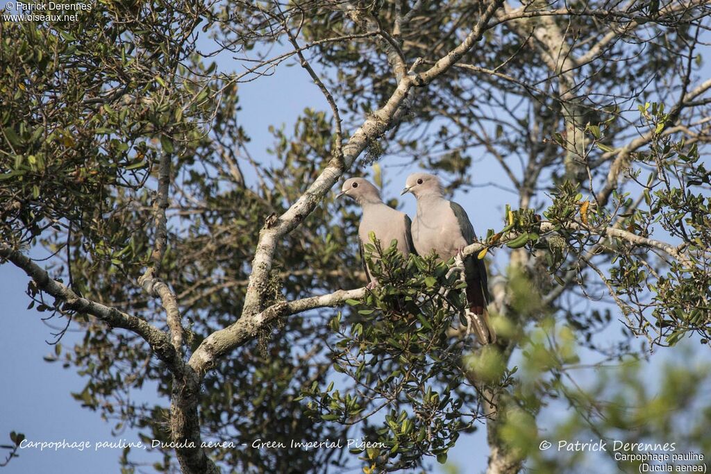 Green Imperial Pigeonadult, habitat